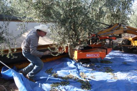 Neilsen harvester using a trunk-shaking Noli head in olive orchard: Uriel Rosa, UC agricultural engineer, observes harvester operation